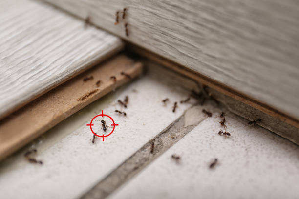 Best Exterminator Services  in Benwood, WV
