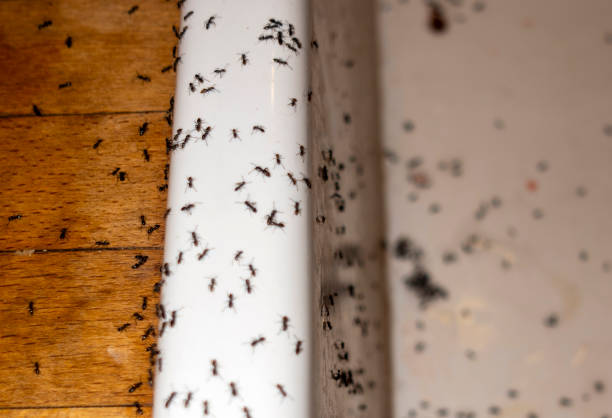 Best Pest Prevention Services  in Benwood, WV